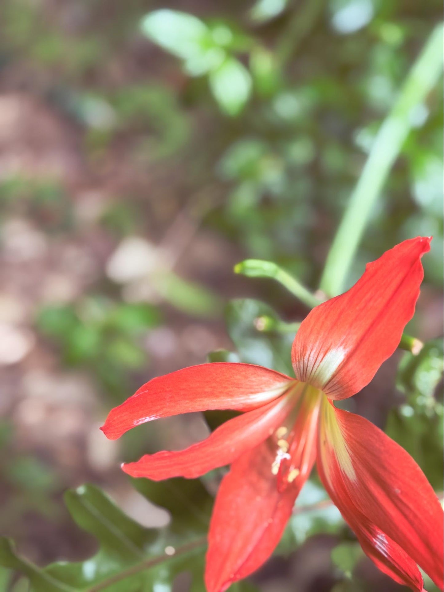 Barbados Lily Flower Essence
