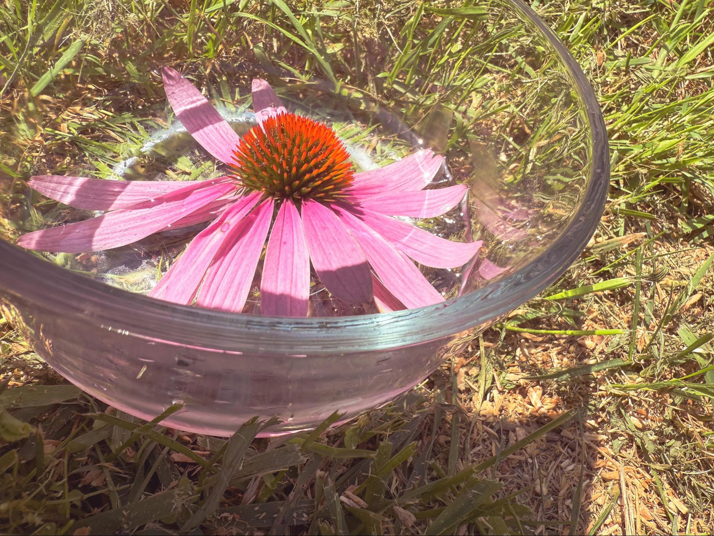 Echinacea Flower Essence