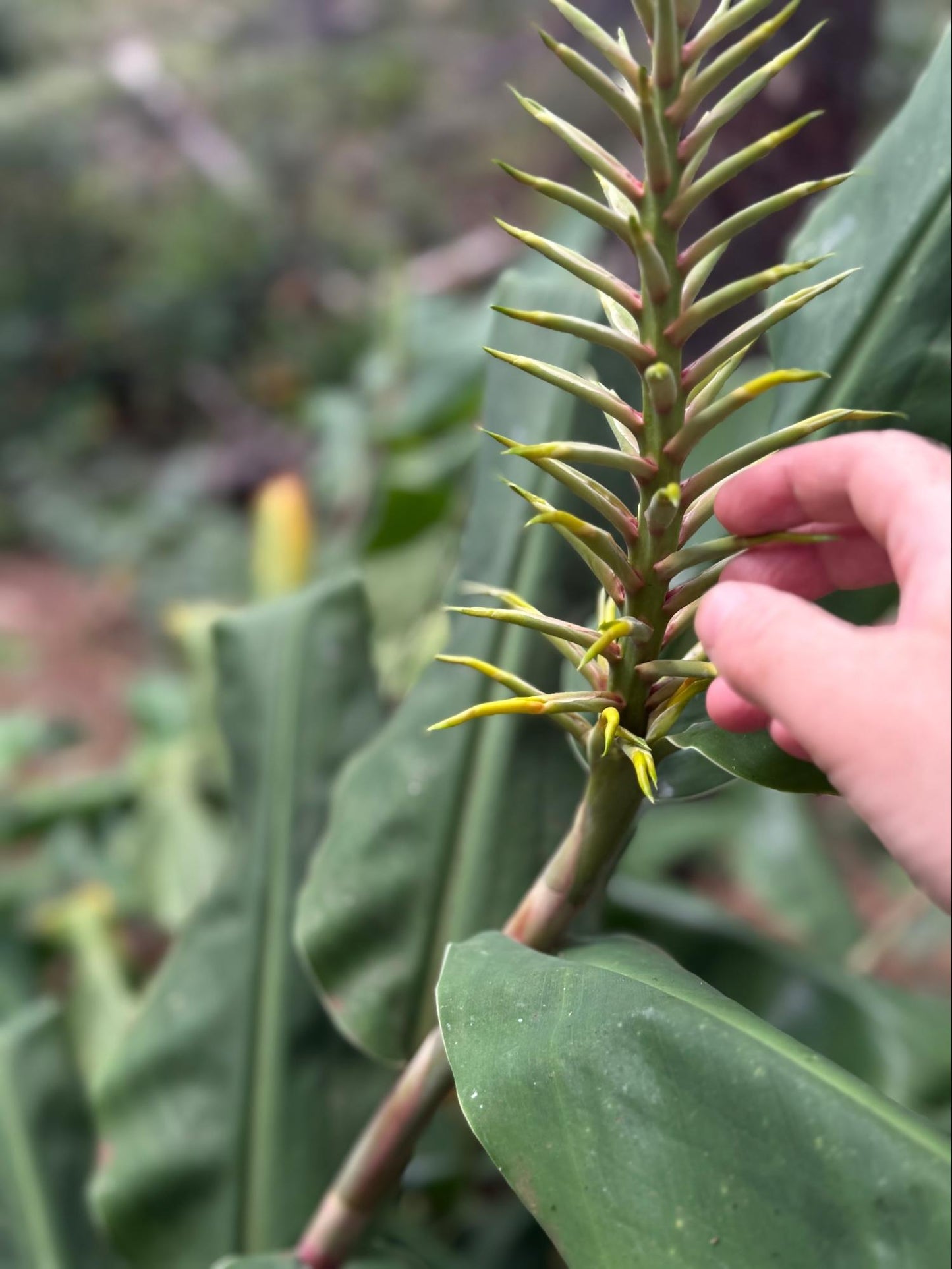 Ginger Lily Flower Essence