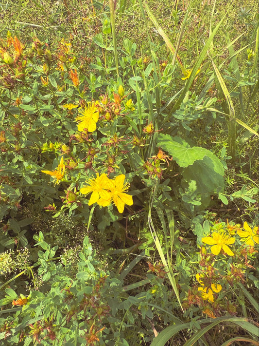 Saint John’s Wort Flower Essence
