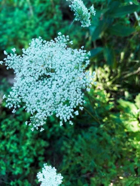 Queen Anne’s Lace Flower Essence