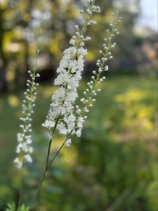 Black Cohosh Flower Essence