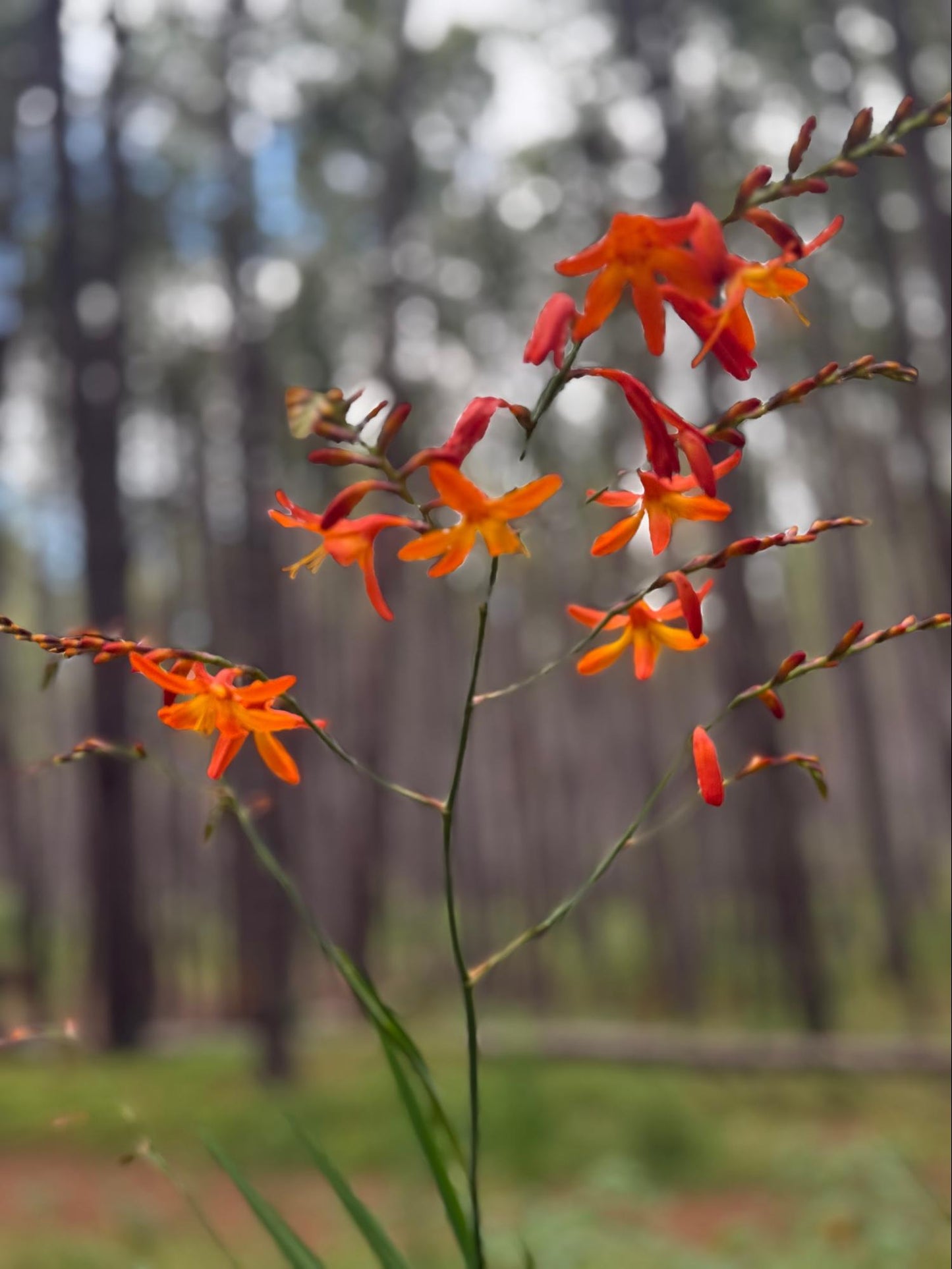Falling Stars Flower Essence