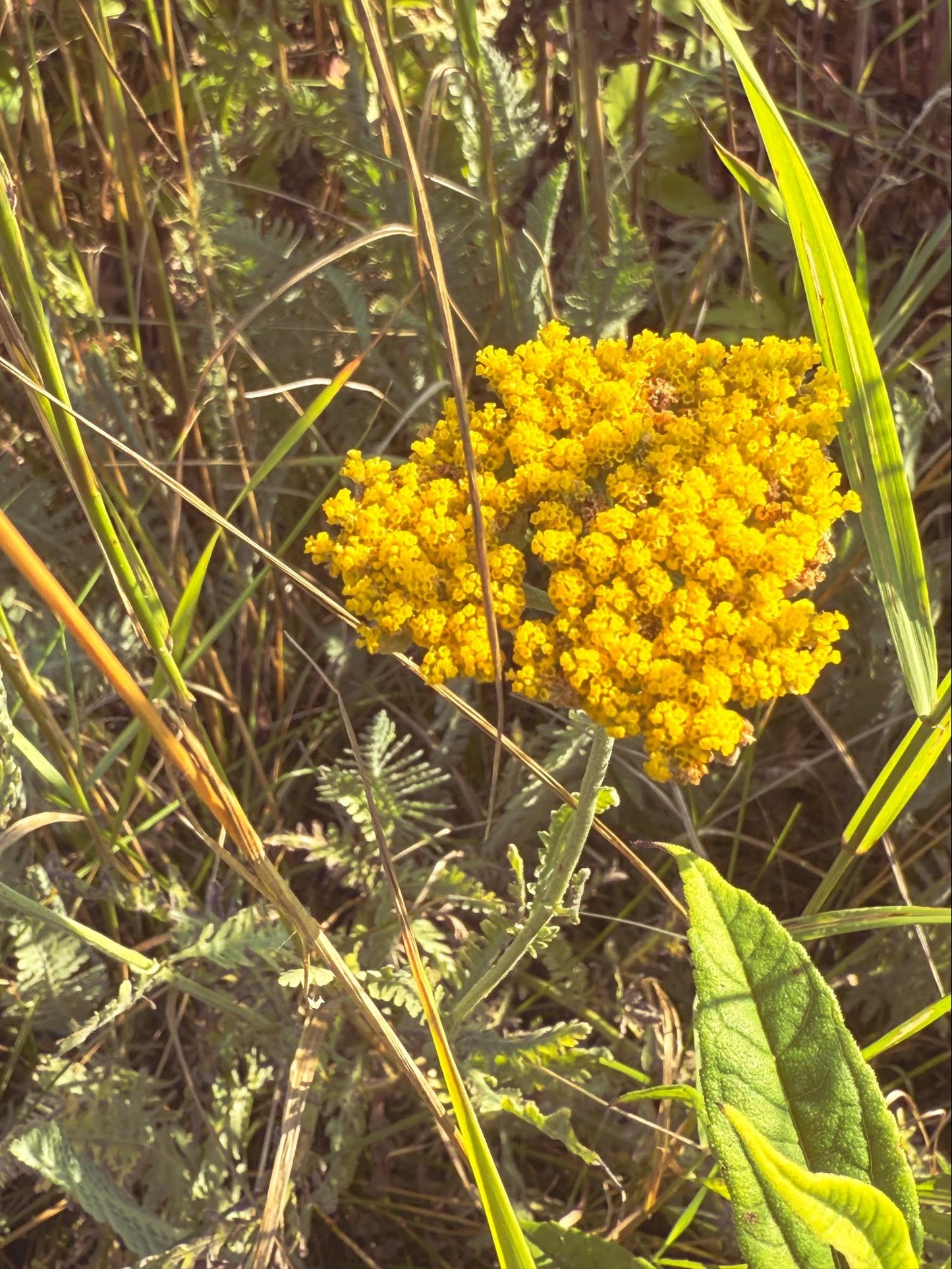 Golden Yarrow Flower Essence