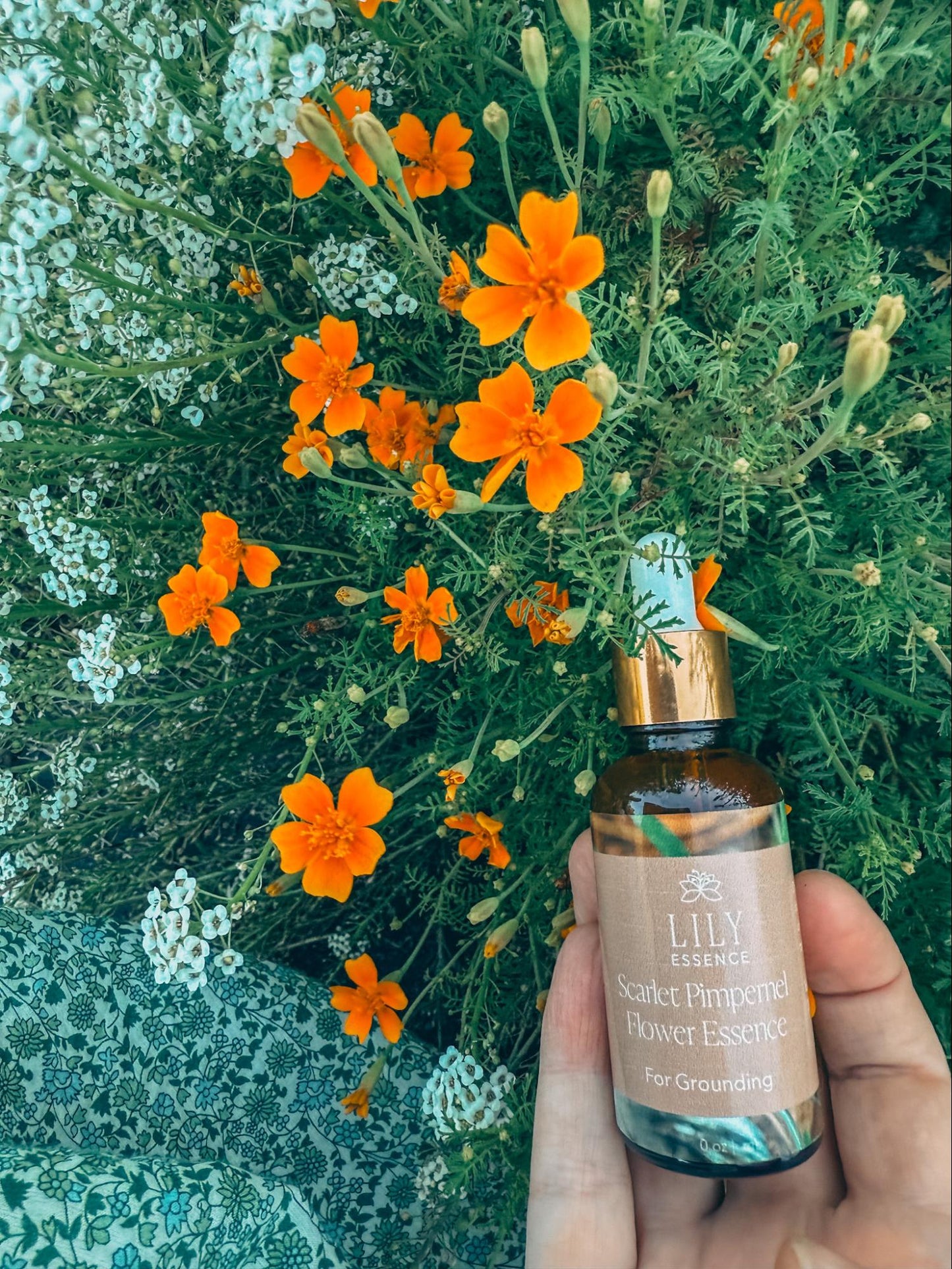 Scarlet Pimpernel Flower Essence