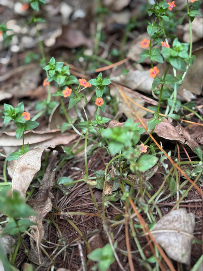 Scarlet Pimpernel Flower Essence