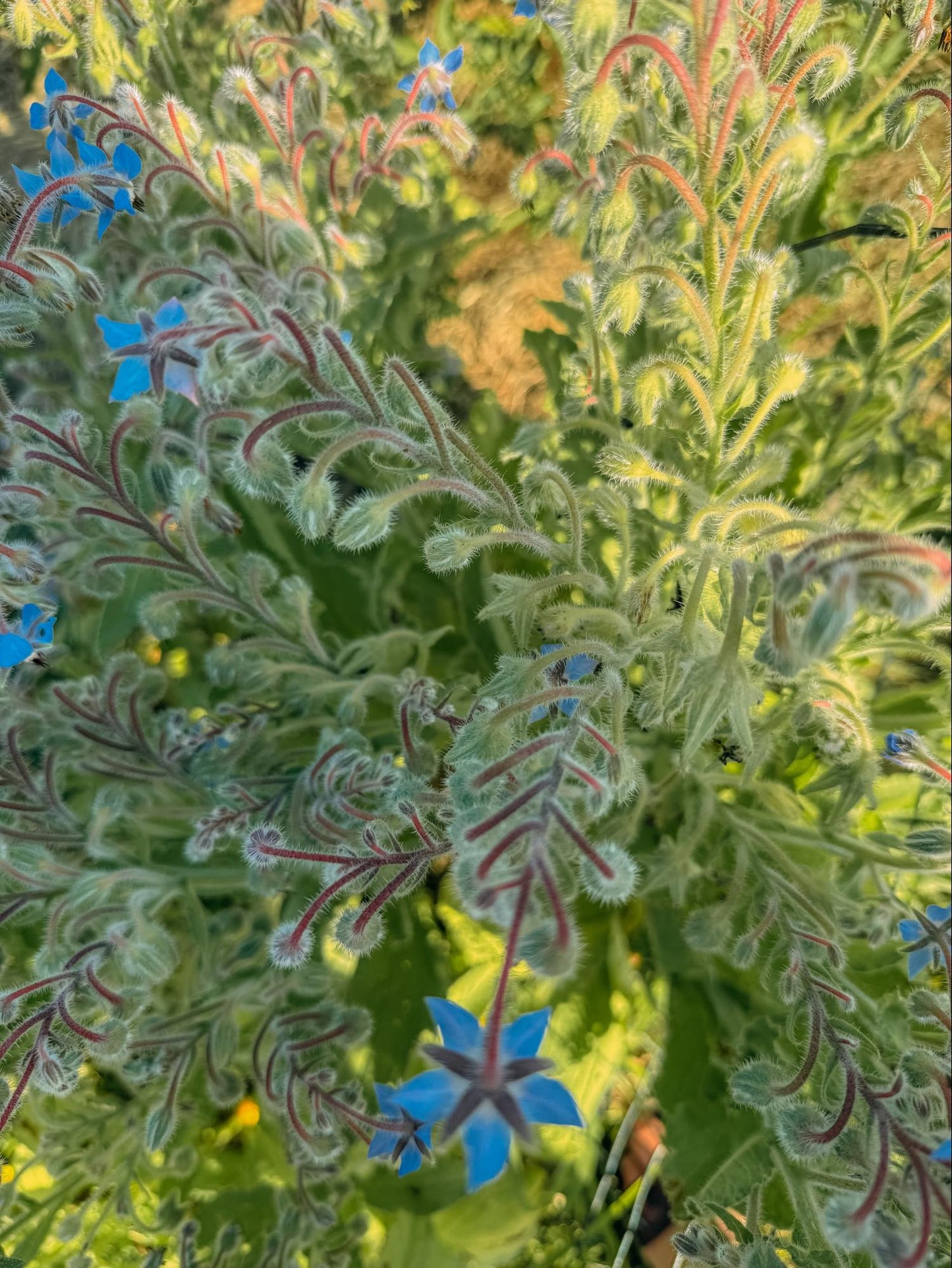 Borage Flower Essence