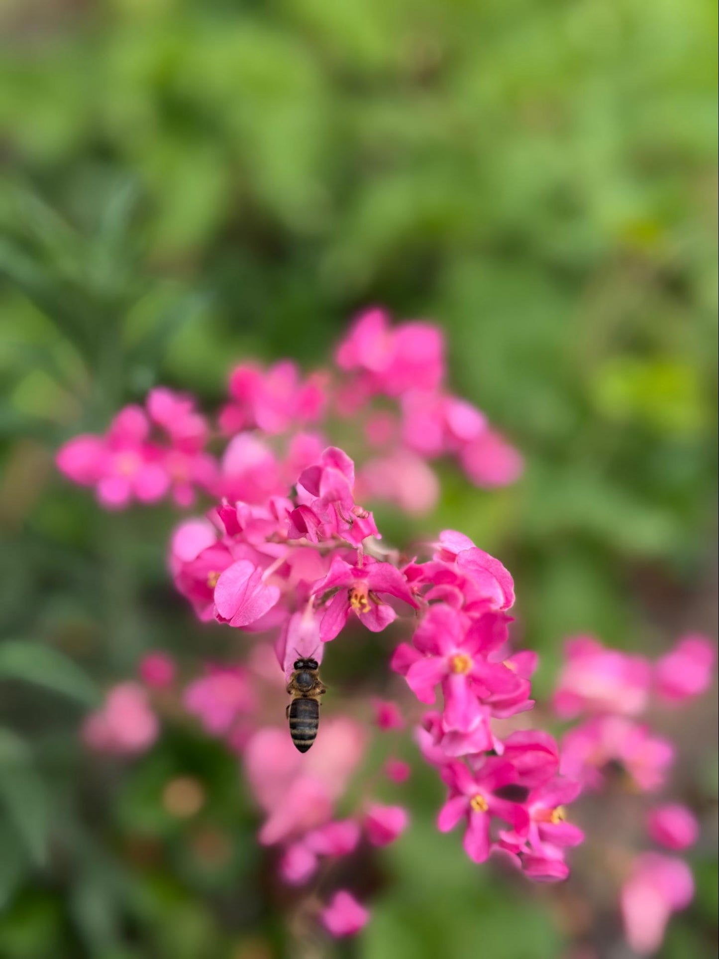 Chain of Love Flower Essence