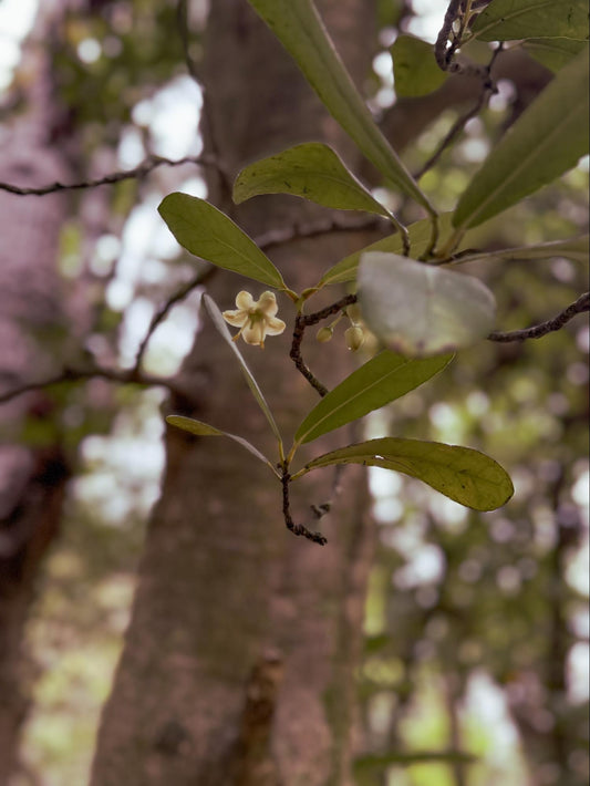 Brexia Flower Essence