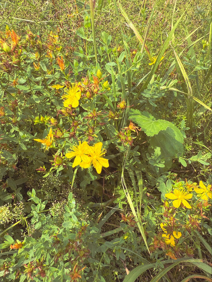 Saint John’s Wort Flower Essence