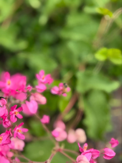 Chain of Love Flower Essence