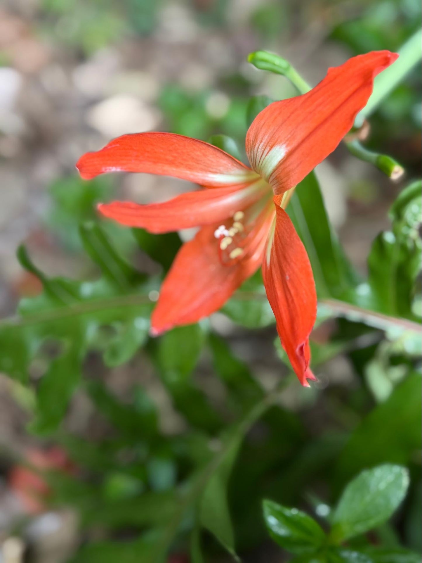 Barbados Lily Flower Essence