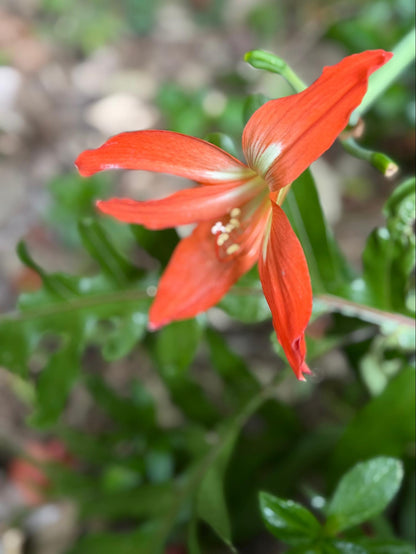 Barbados Lily Flower Essence