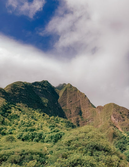Scarlet Pimpernel Flower Essence