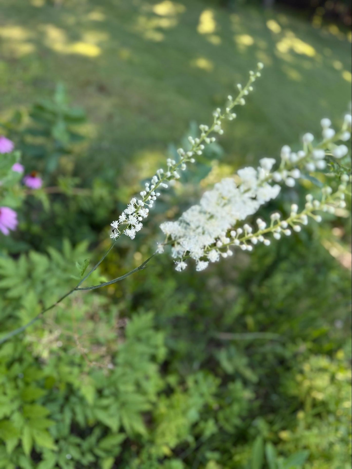 Black Cohosh Flower Essence