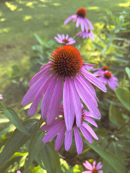 Echinacea Flower Essence